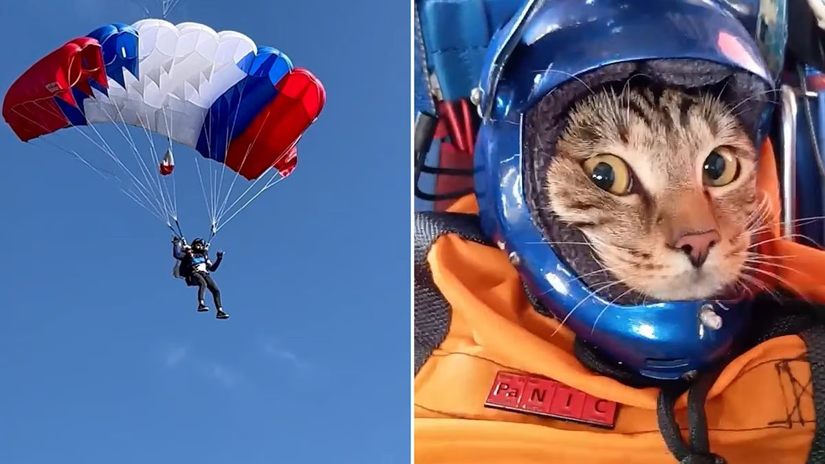 Βίντεο: Γάτα πραγματοποίησε ελεύθερη πτώση από τα 1.500 μέτρα με… στιλ και κράνος