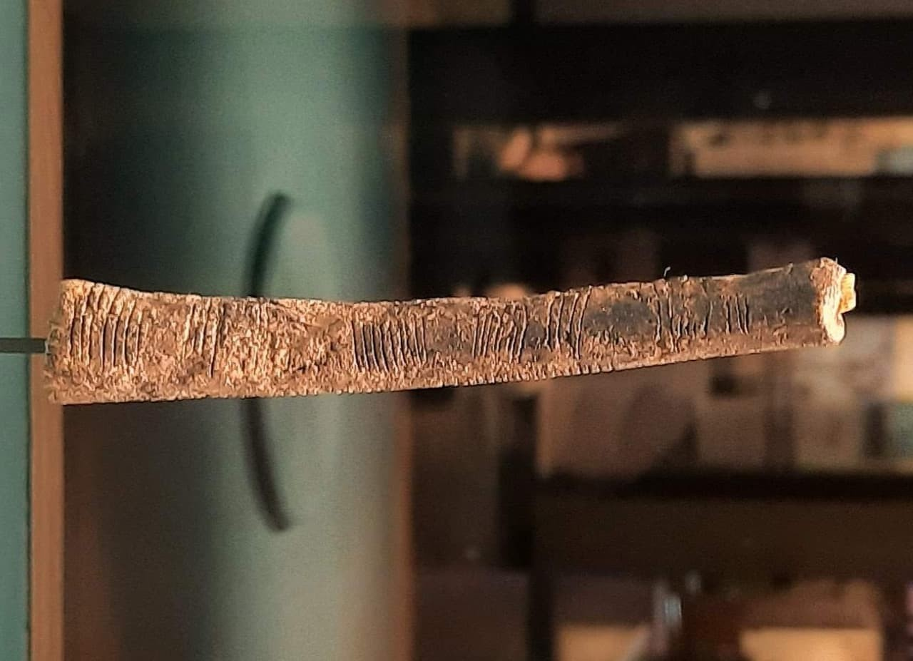 Το οστό Ishango. Φωτογραφία: Joeykentin / Wikimedia Commons