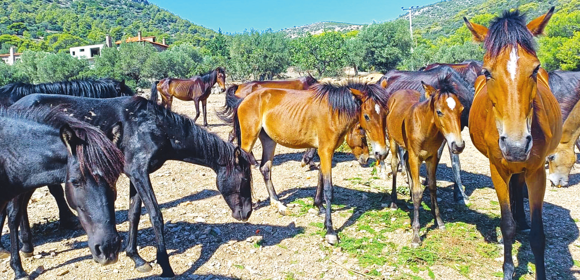 άλογα του Υμηττού