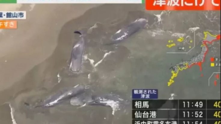 ΦΑΛΑΙΝΕΣ ΙΑΠΩΝΙΑ