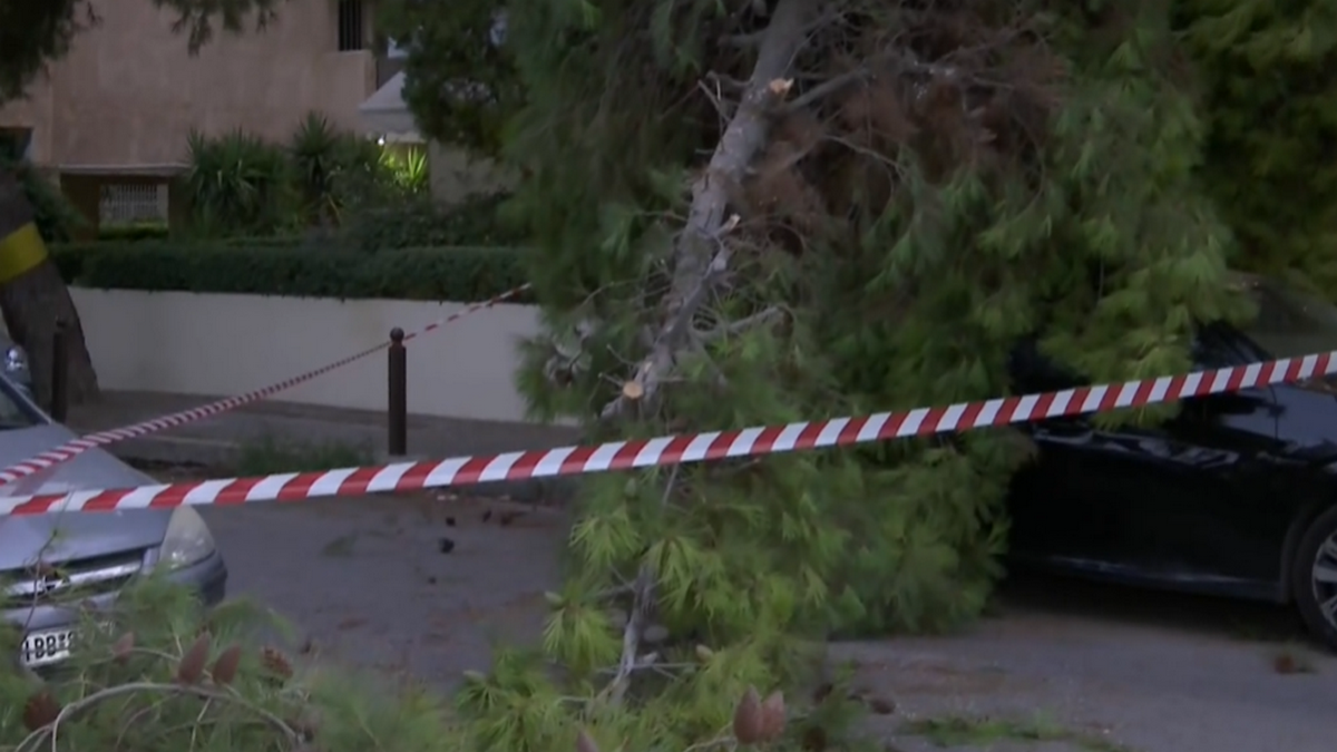 Πτώση δέντρου στο Παλαιό Φάληρο – Τμήμα της οδού Δημοκρατίας παραμένει κλειστό