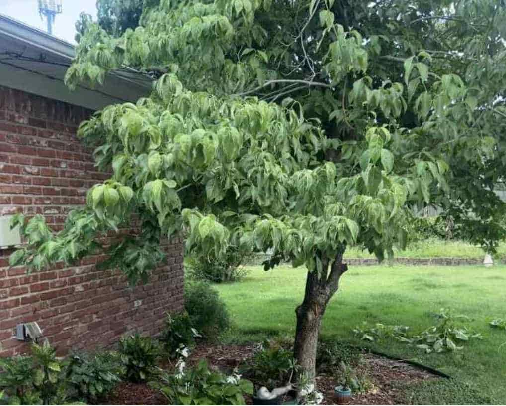 οπτική ψευδαίσθηση