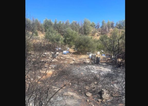 φωτια μελισσια