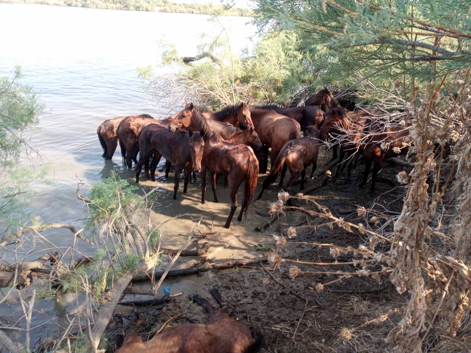 άλογα Έβρος