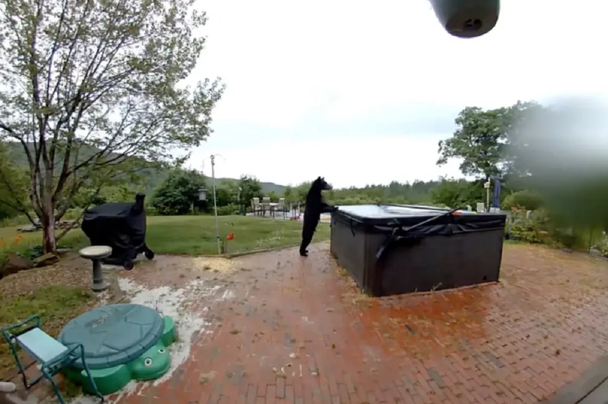 Η περίεργη μαύρη αρκούδα χτύπησε το κουδούνι του σπιτιού και εξερεύνησε το τζακούζι.