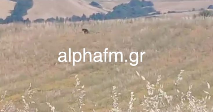 ΑΡΚΟΥΔΑ ΚΑΣΤΟΡΙΑ