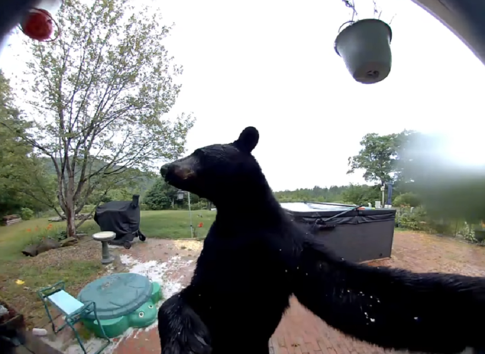 Η περίεργη μαύρη αρκούδα χτύπησε το κουδούνι του σπιτιού και εξερεύνησε το τζακούζι.