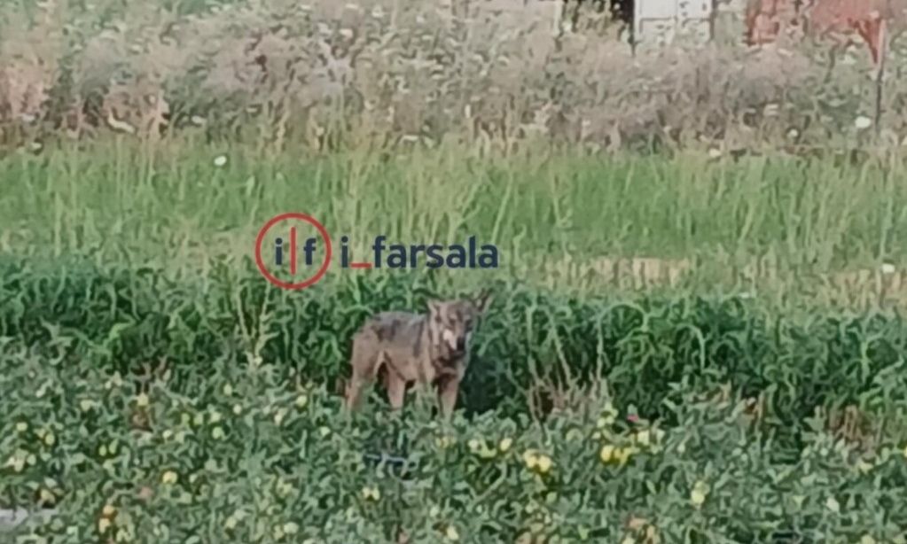 Φάρσαλα - Λύκος