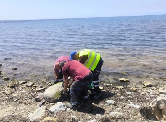 ΘΑΛΑΣΣΙΑ ΧΕΛΩΝΑ