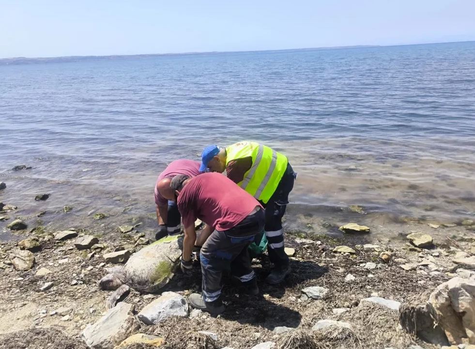 ΘΑΛΑΣΣΙΑ ΧΕΛΩΝΑ