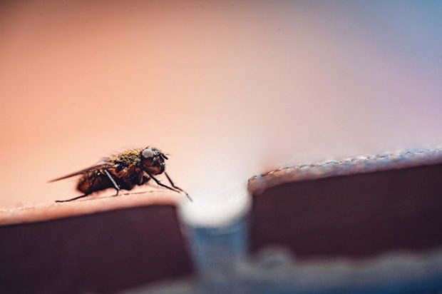 Μύγες: Το απλό κόλπο για να τις κρατήσετε μακριά από το σπίτι με 1 συστατικό που υπάρχει στην κουζίνα σας