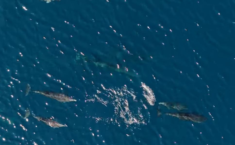 Μαγευτικό θέαμα στον Θεολόγο Φθιώτιδας: Περισσότερα από 100 δελφίνια «χορεύουν» στα νερά – Δείτε βίντεο