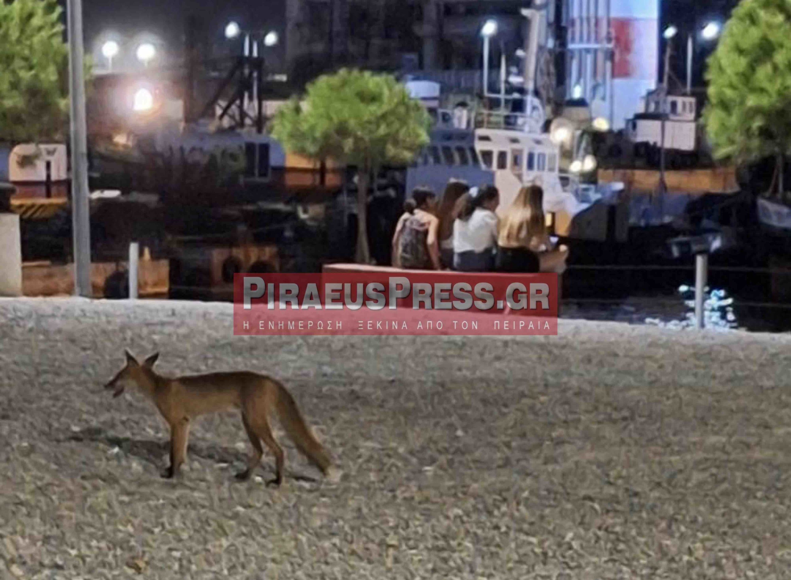 Δραπετσώνα: Αλεπούδες έκαναν βόλτες ανάμεσα στον κόσμο – ΦΩΤΟ