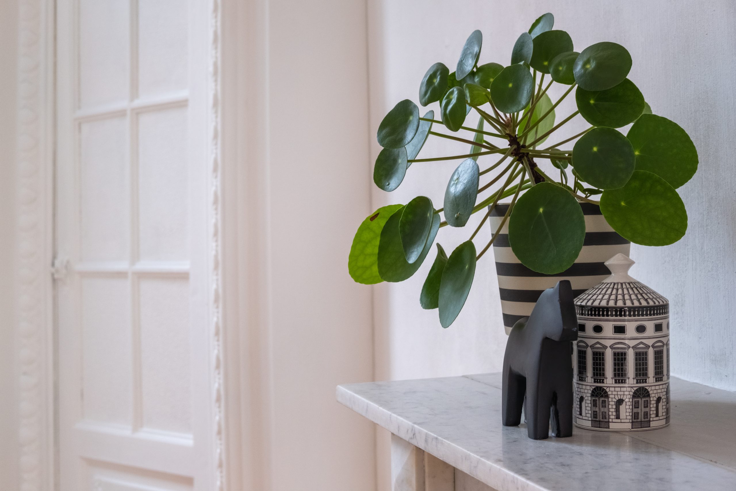 5 Φυτά Vastu που Προσελκύουν Επιτυχία. Φωτογραφία: Freepik