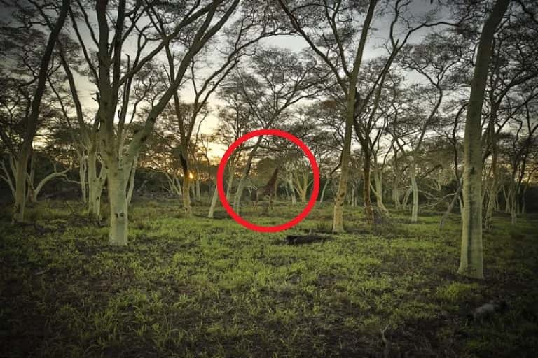 οπτική ψευδαίσθηση καμηλοπάρδαλη