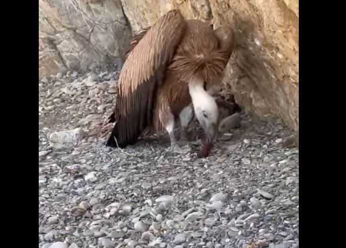 Κρήτη: Γυπαετός εντοπίστηκε στην παραλία Μαριδάκι – Ήταν ανήμπορος να πετάξει – Δείτε βίντεο