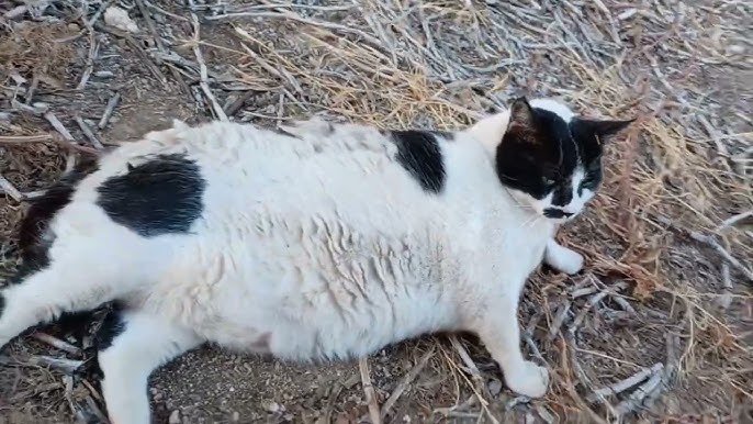 Η viral γάτα των Χανίων που έγινε τοποθεσία στο Google Maps – ΒΙΝΤΕΟ