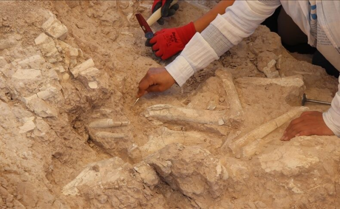 Εικόνα των απολιθωμάτων.