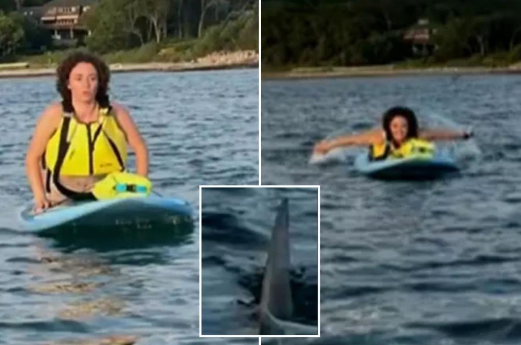 Τρόμος για paddleboarders: Βρέθηκαν μπροστά σε μεγάλο λευκό καρχαρία – «Πρέπει να φύγουμε»