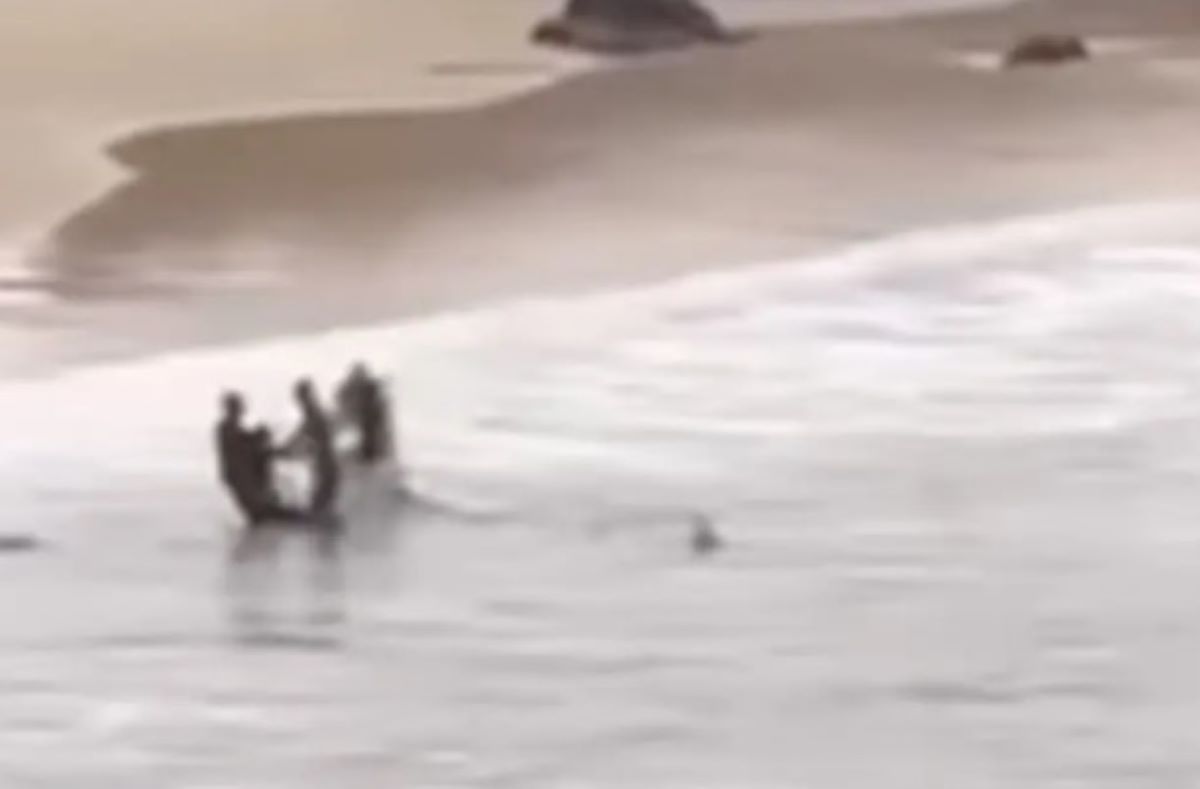 Βίντεο: Καρχαρίας κυνηγάει στην ακτή 16χρονο αγόρι