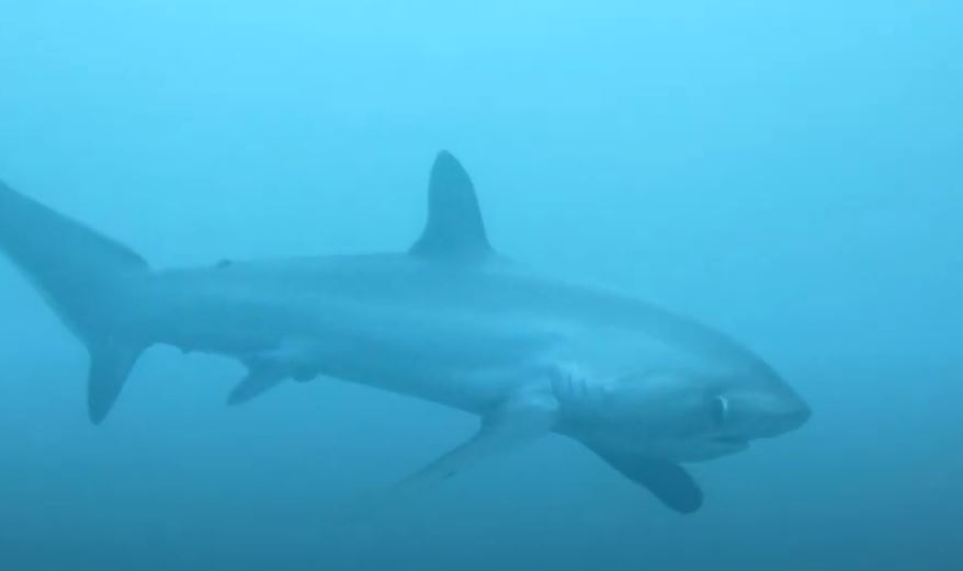 Χαλκιδική: Καταγγελία για εστιατόριο που σέρβιρε προστατευόμενο είδος καρχαρία