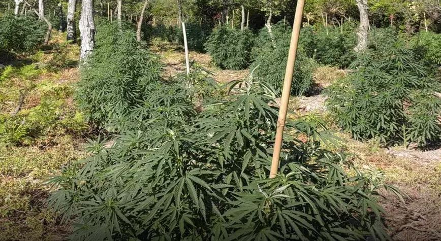 Εξαρθρώθηκε εγκληματική οργάνωση που καλλιεργούσε και διακινούσε κάνναβη σε Βοιωτία και Εύβοια – Πάνω από 2 εκατ. ευρώ τα εκτιμώμενα κέρδη