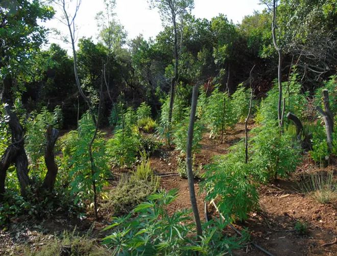 Λάρισα: Χασισοφυτεία με πάνω από 6.000 δενδρύλλια κάνναβης εντοπίστηκε σε δύσβατη περιοχή του Δήμου Αγιάς – 2 συλλήψεις – ΦΩΤΟ