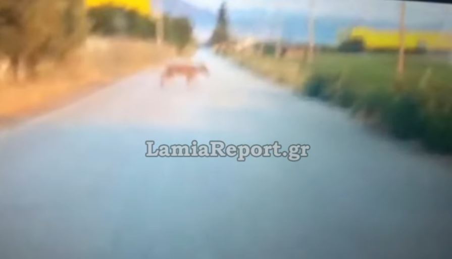 Φθιώτιδα: Αγρότης βρέθηκε αντιμέτωπος με 9 λύκους – Πλησίασαν το τρακτέρ του και γρύλιζαν – ΒΙΝΤΕΟ 