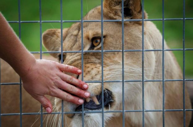 λιοντάρι λέαινα