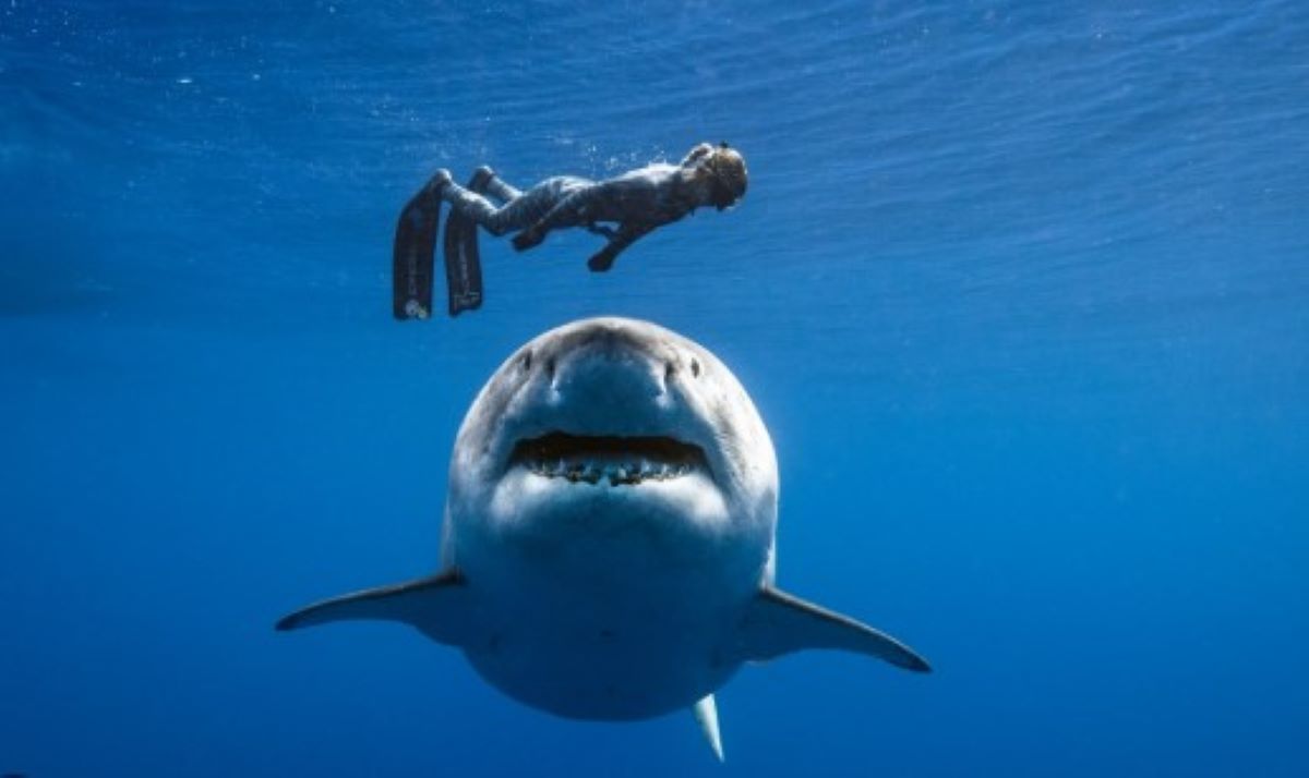 Ocean Ramsey καρχαρίας