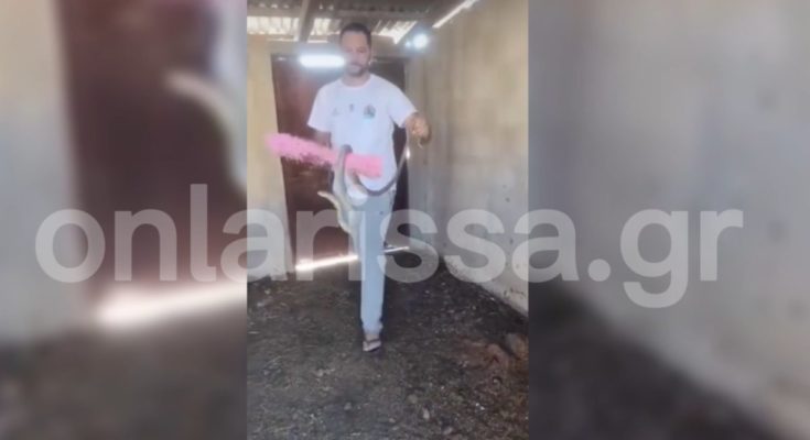 φαρσαλα φιδι