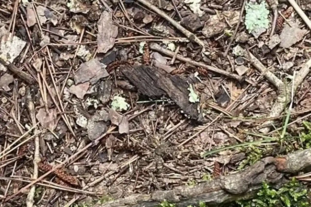 οπτική ψευδαίσθηση