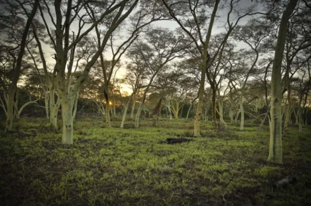 Οπτική ψευδαίσθηση: Μόνο αν έχετε αετίσια ματιά θα βρείτε την καμηλοπάρδαλη σε 7 δευτερόλεπτα