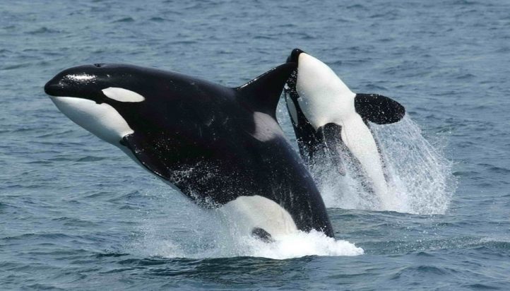 φάλαινες όρκα όρκες