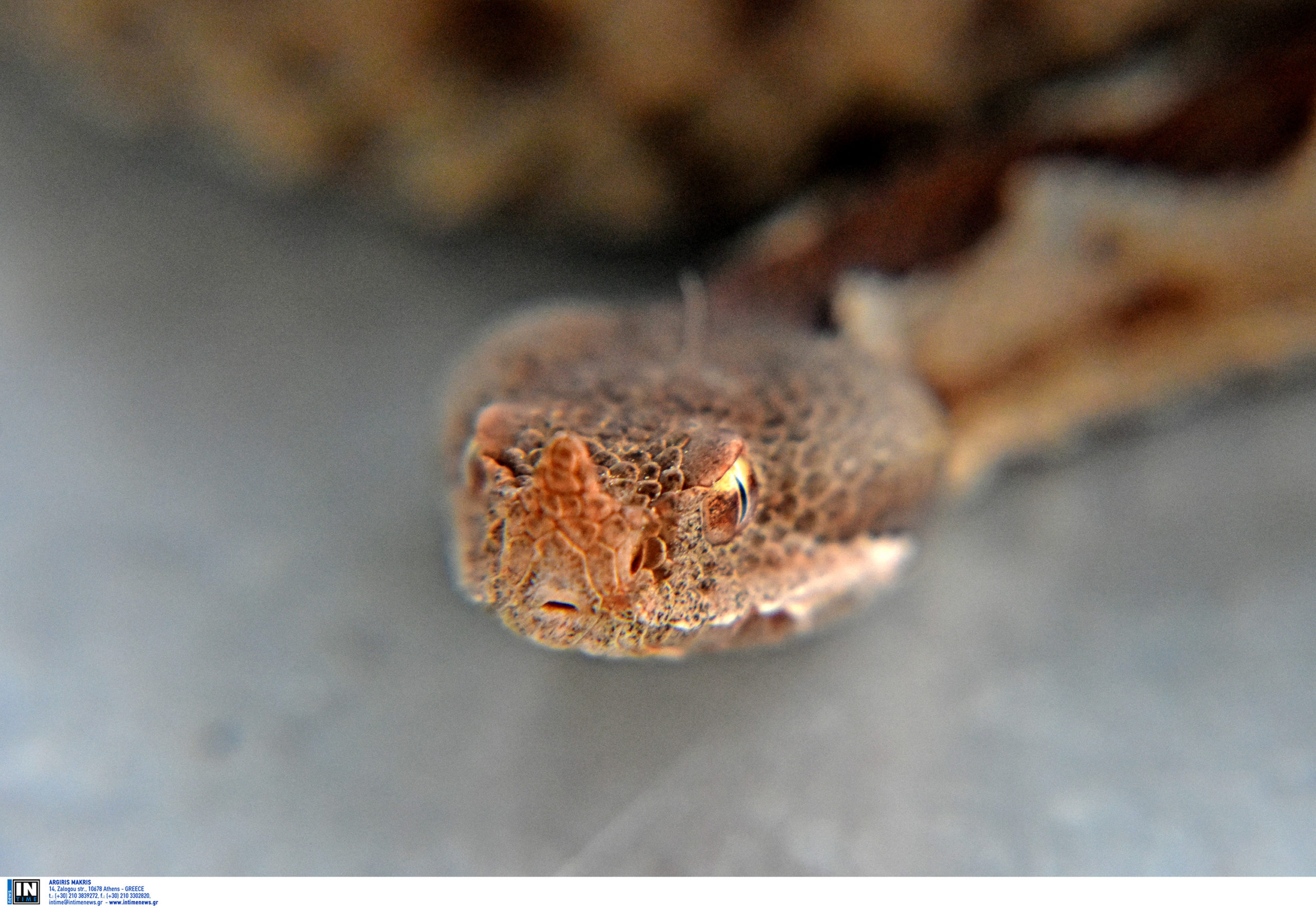 Ναύπακτος: Οχιά δάγκωσε 39χρονο και τον έστειλε στο νοσοκομείο