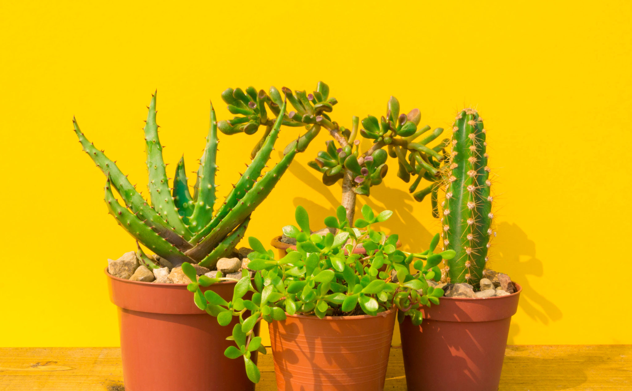 Τα 5 φυτά που πρέπει να απομακρύνετε από το σπίτι σας επειδή φέρνουν ατυχία