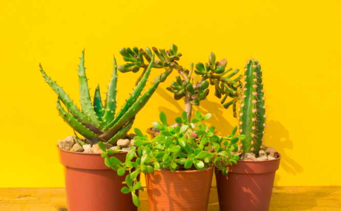 Τα 5 φυτά που πρέπει να απομακρύνετε από το σπίτι σας επειδή φέρνουν ατυχία