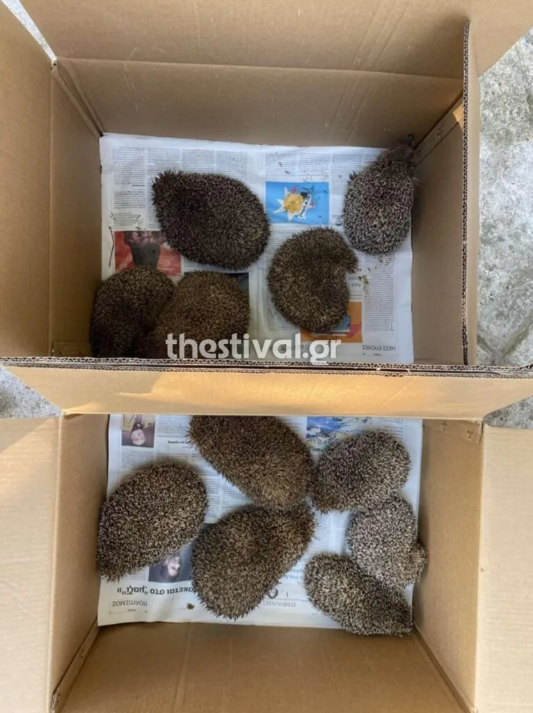 Θεσσαλονίκη: Αστυνομικοί εντόπισαν 11 σκαντζόχοιρους και τους μετέφεραν προσωρινά σε αστυνομικό τμήμα – ΦΩΤΟ και ΒΙΝΤΕΟ