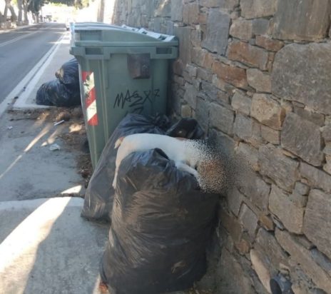 σκύλος κάδος