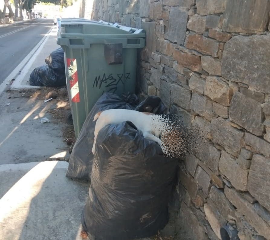 σκύλος κάδος