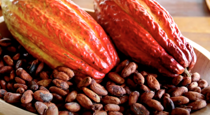 καρπός κόλα