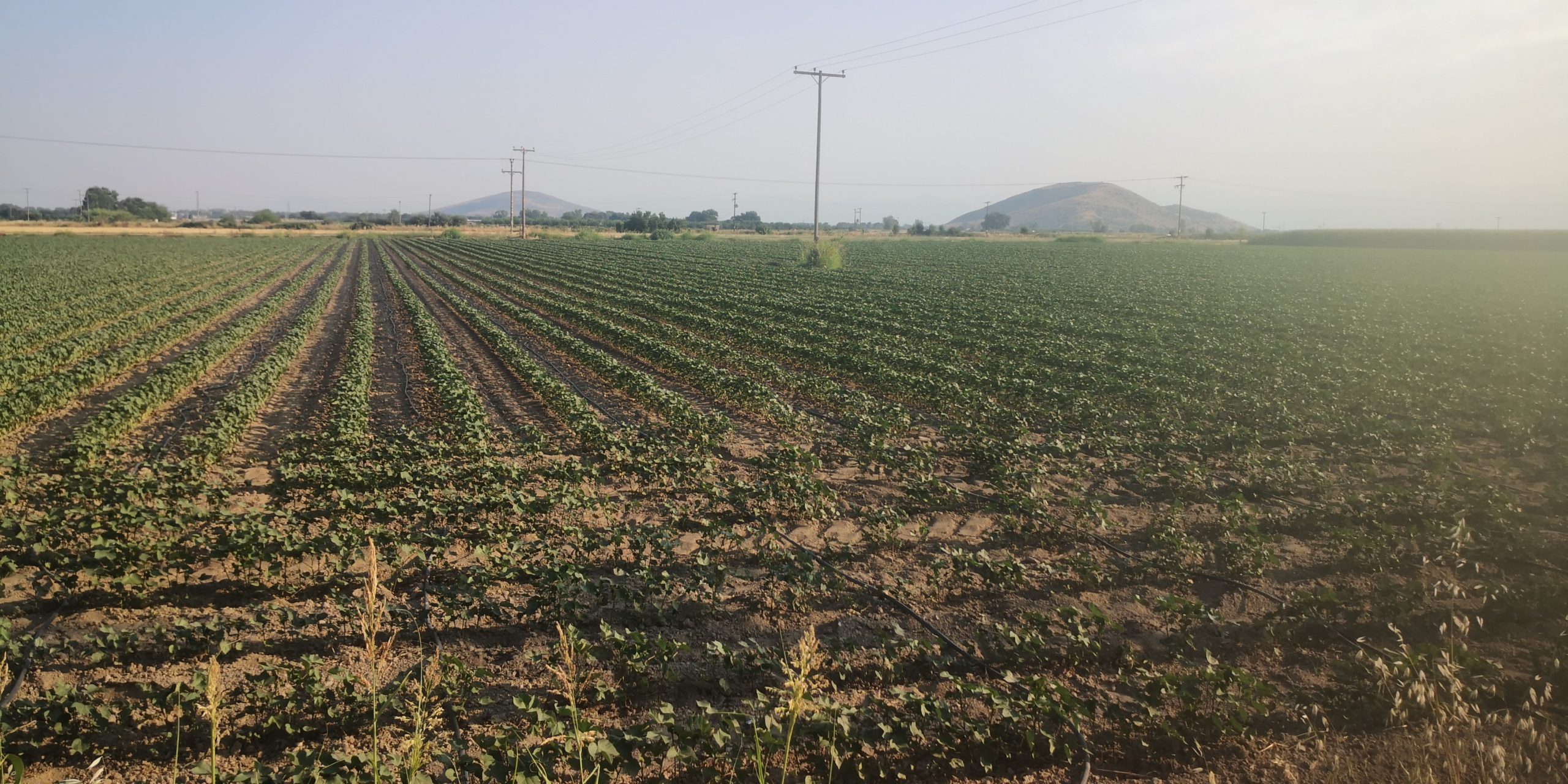 Κλιματική αλλαγή: «Περιοχές σαν τη Θεσσαλία, κινδυνεύουν με ερημοποίηση» εξηγεί Έλληνας καθηγητής 