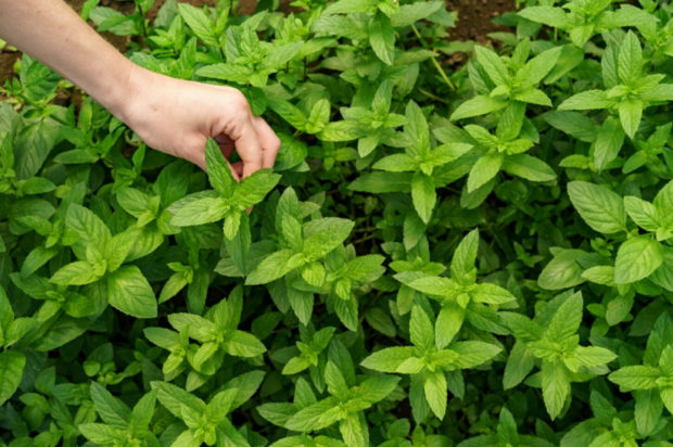 Μυρμήγκια: Το Νο1 αρωματικό φυτό που τα απωθεί αποτελεσματικά από τον κήπο σας, σύμφωνα με ειδικούς