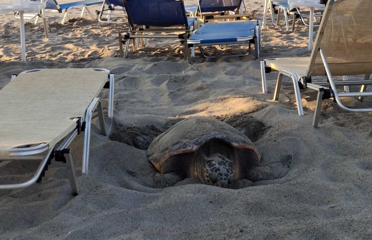 Κρήτη: Καρέτα-Καρέτα εντοπίστηκε να γεννά στην παραλία του Πλατανιά – Δείτε βίντεο