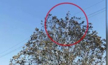 φωτιά Πάτρα αυτοψία