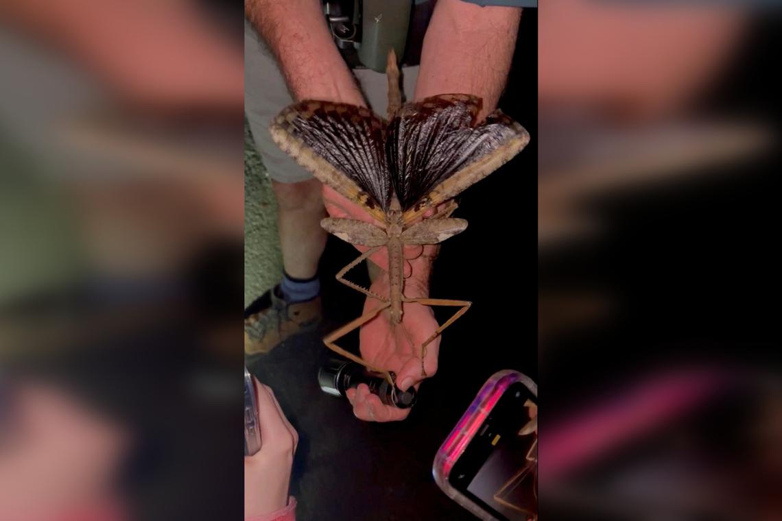 Ερευνητές ανακάλυψαν το βαρύτερο έντομο της Αυστραλίας – Έχει μήκος 40 εκατ. και ανακαλύφθηκε από ανάρτηση στα social media