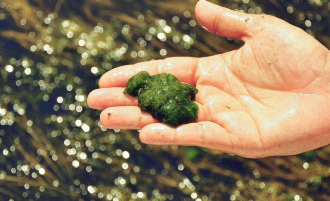 Ανακαλύφθηκε γιγάντιος αδρανής ιός σε φύκια - μπορεί να φέρει την επανάσταση στη γενετική επεξεργασία. Φωτογραφία: Freepik