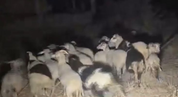 ΠΡΟΒΑΤΑ ΚΑΜΙΝΙΑ