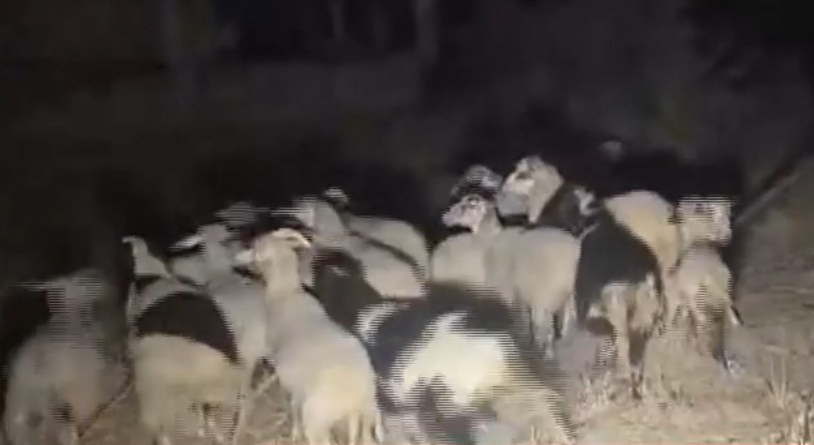 ΠΡΟΒΑΤΑ ΚΑΜΙΝΙΑ