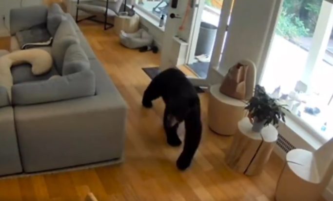 ΑΡΚΟΥΔΑ ΚΑΝΑΔΑΣ